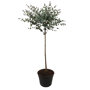 Eucalyptus op stam